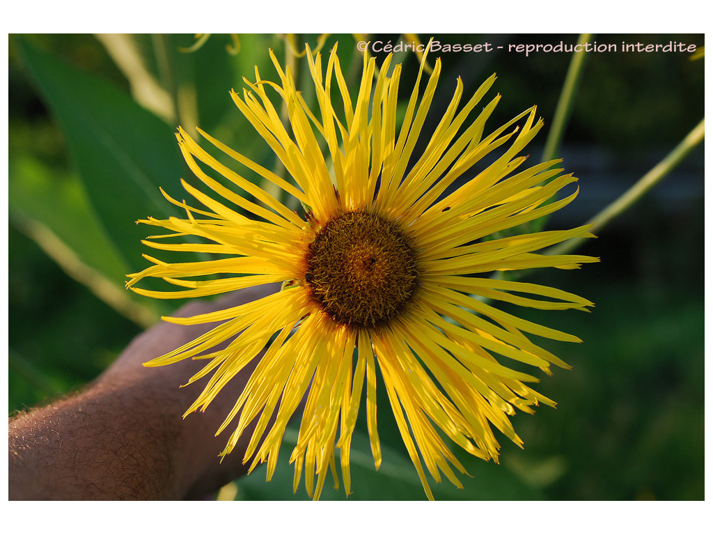 INULA MAGNIFICA