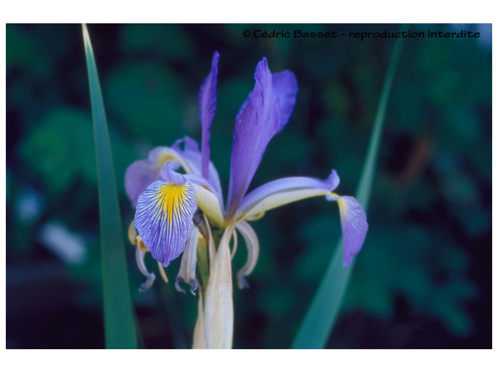 IRIS SPURIA subsp.MUSULMANICA KG6720