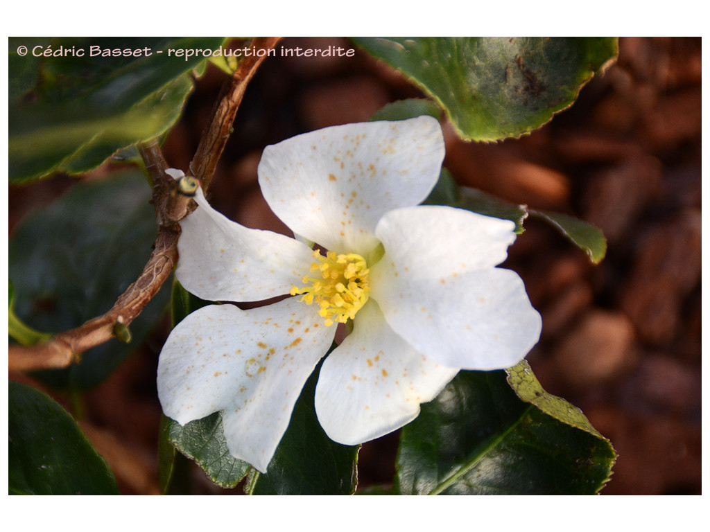 CAMELLIA YUHSIENENSIS CAMELLIA YUHSIENENSIS