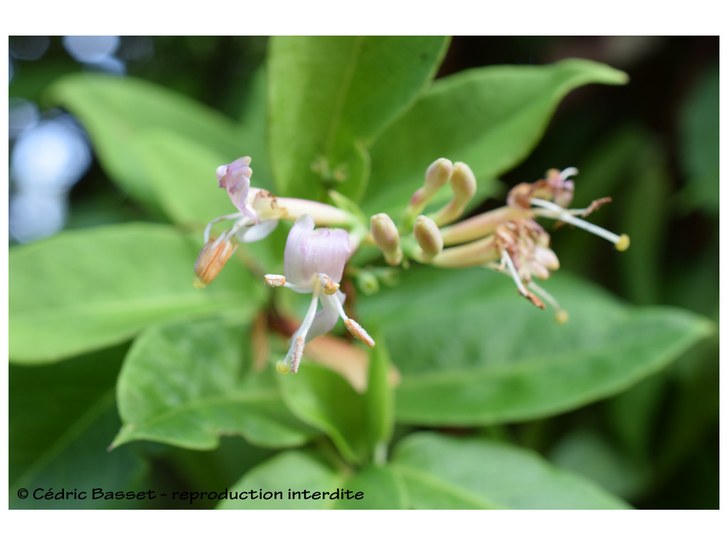 LONICERA HENRYI