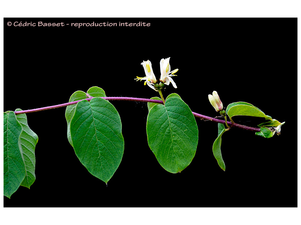 LONICERA TRICHOSANTHA