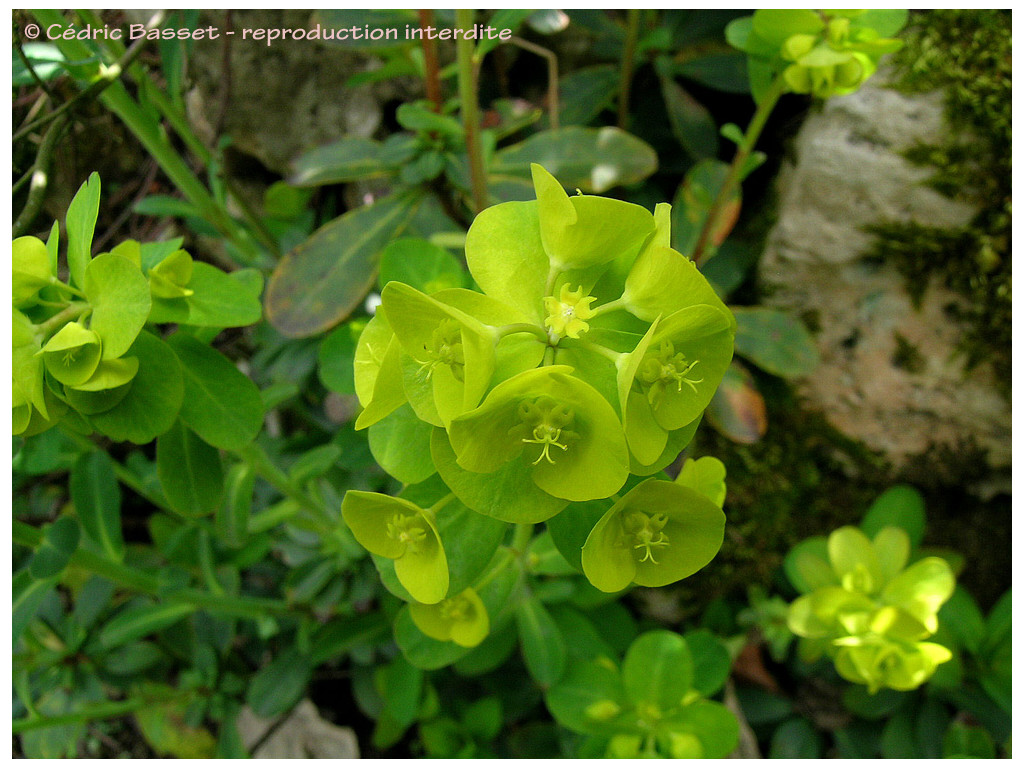 EUPHORBIA ROBBIAE