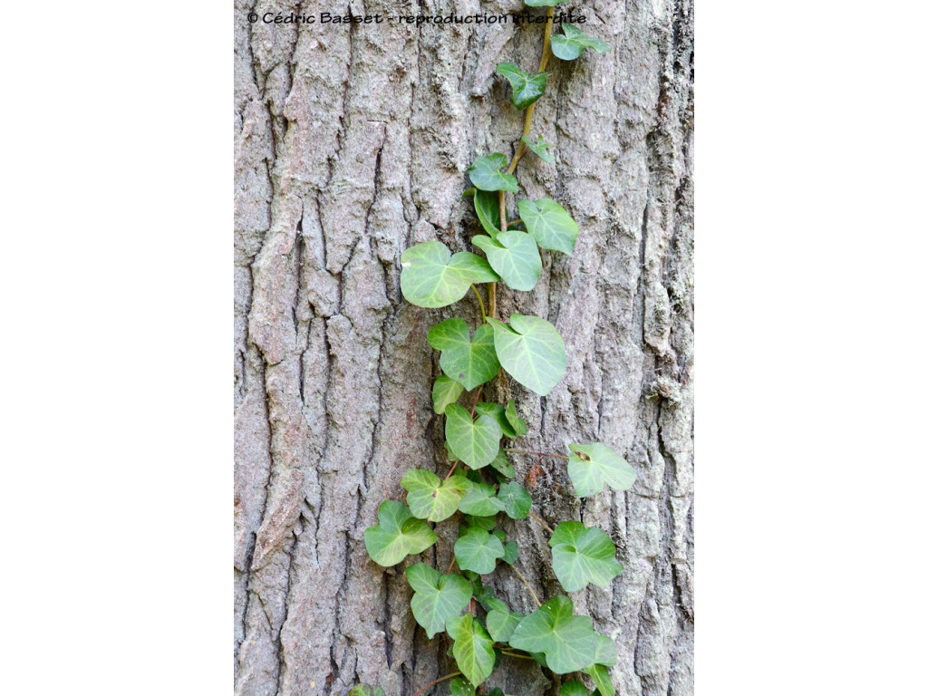 HEDERA NEPALENSIS