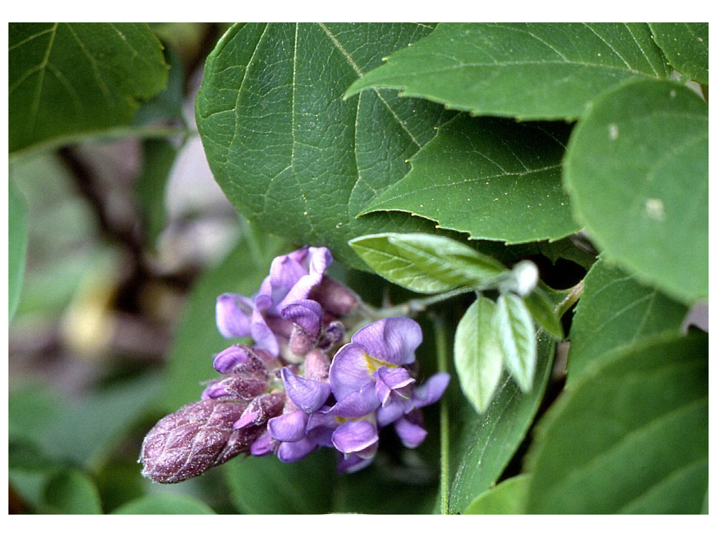 WISTERIA FORMOSA