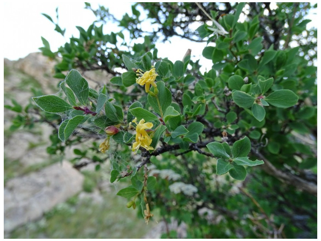 LONICERA ILIENSIS KAZ6107