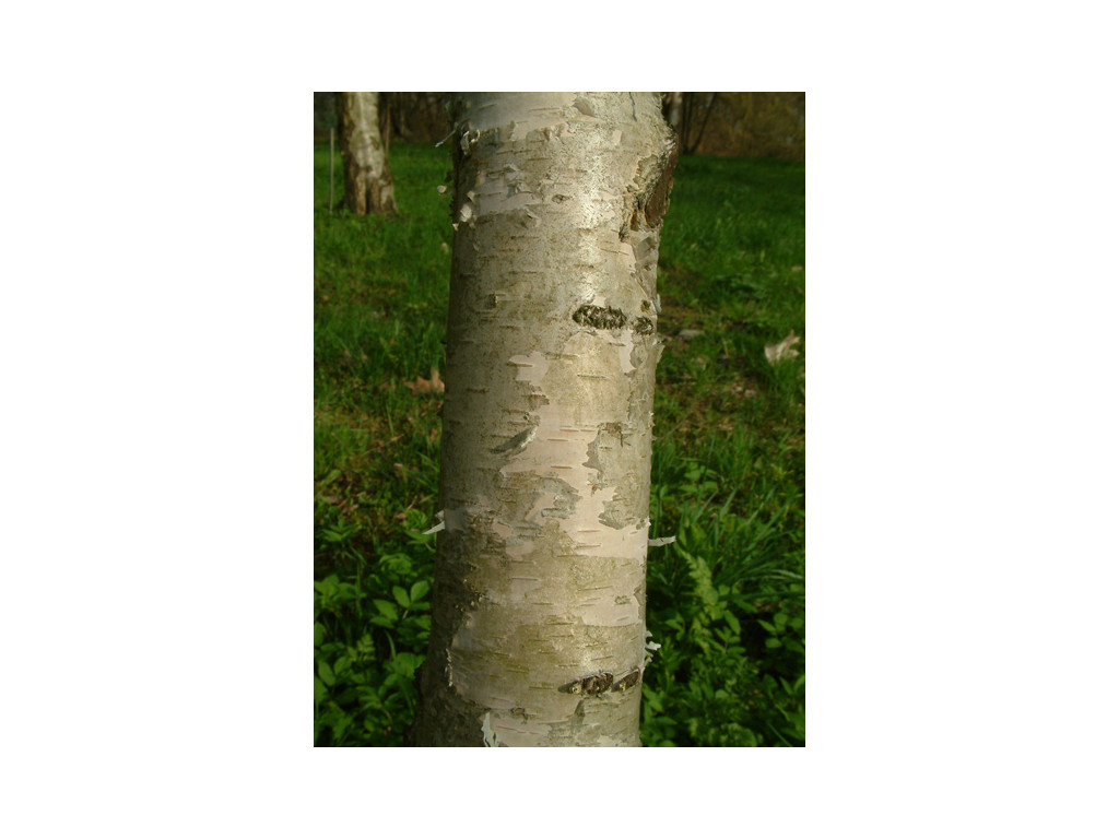 BETULA LITWINOWII