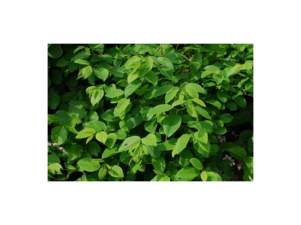 BERCHEMIA RACEMOSA BERCHEMIA RACEMOSA