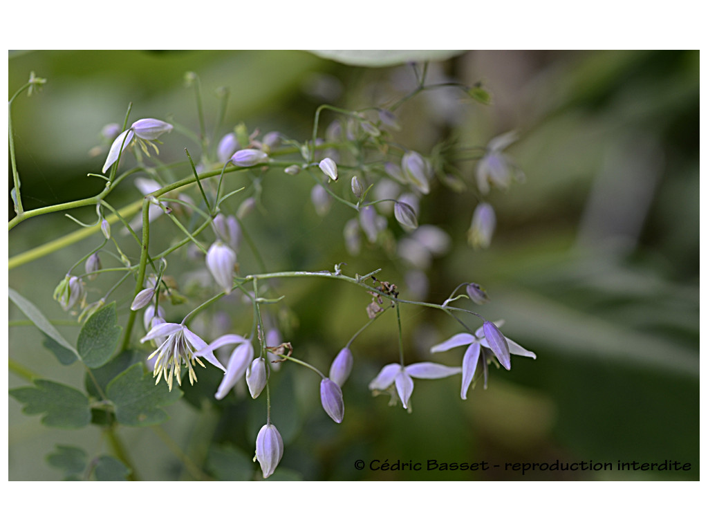 THALICTRUM DELAVAYI var.ACUMINATUM W/O-9256