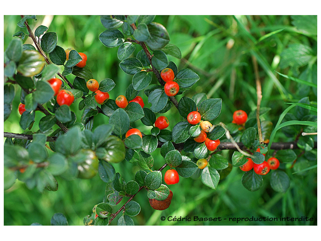 COTONEASTER GANGHOBAENSIS