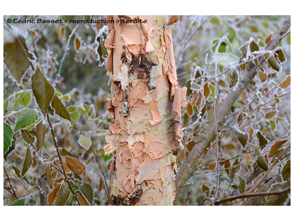 BETULA NIGRA