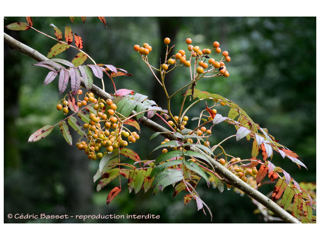 SORBUS RANDAIENSIS