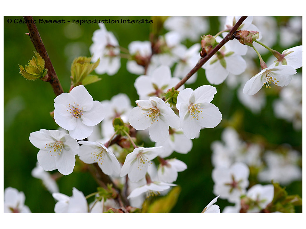 PRUNUS 'UMINEKO'