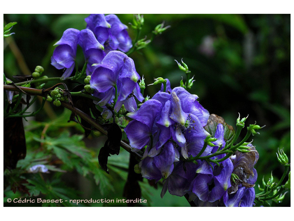 ACONITUM JAPONICUM 'NISHIKI'