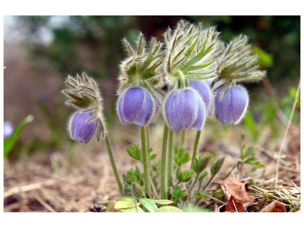 PULSATILLA TATEWAKII