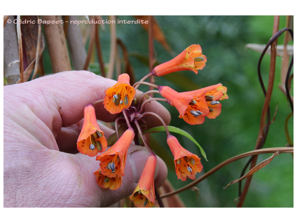 BOMAREA sp.Equateur