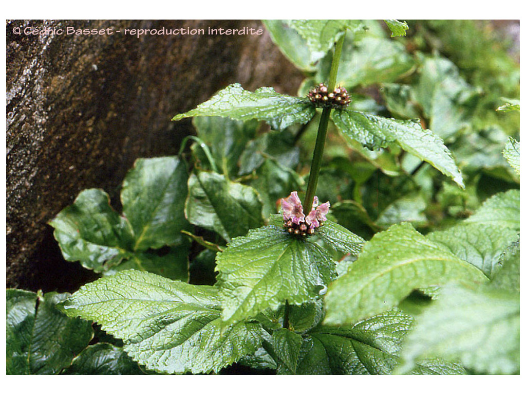 PHLOMIS MACROPHYLLA IN6489 PHLOMIS MACROPHYLLA IN6489