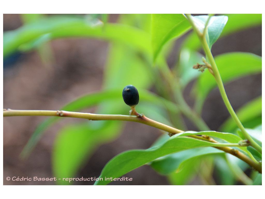 SARCOCOCCA VAGANS