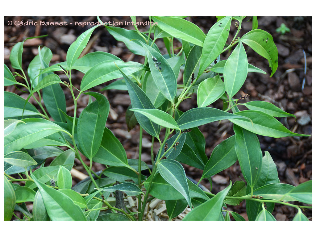 SARCOCOCCA CORIACEA