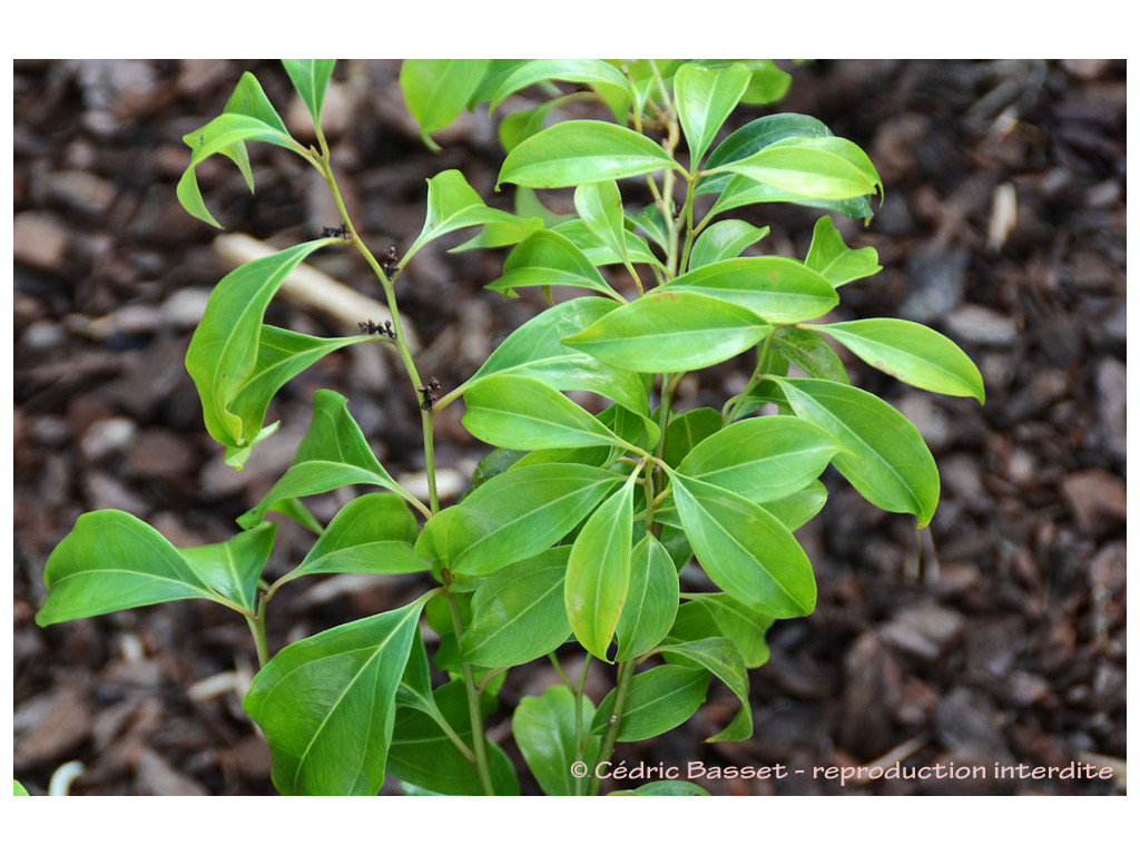 SARCOCOCCA ZEYLANICA