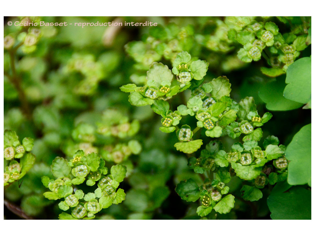 CHRYSOSPLENIUM LANUGINOSUM var.FORMOSANUM BSWJ6979