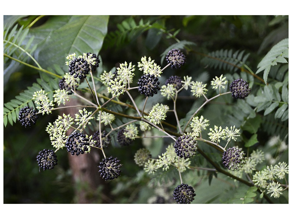 ARALIA CORDATA BSWJ8521