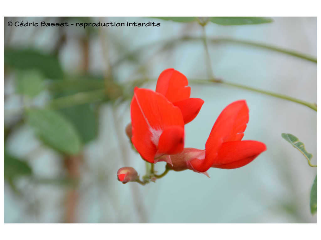 KENNEDIA RUBICUNDA