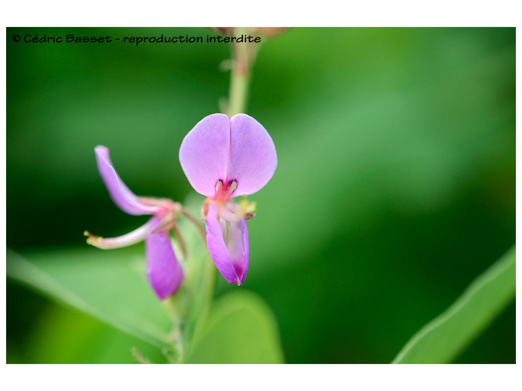 DESMODIUM CANADENSE CAN6895