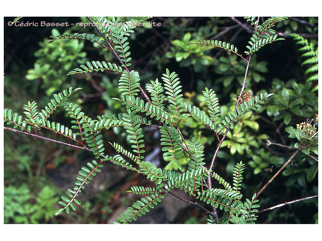 SORBUS CAMGSHANENSIS