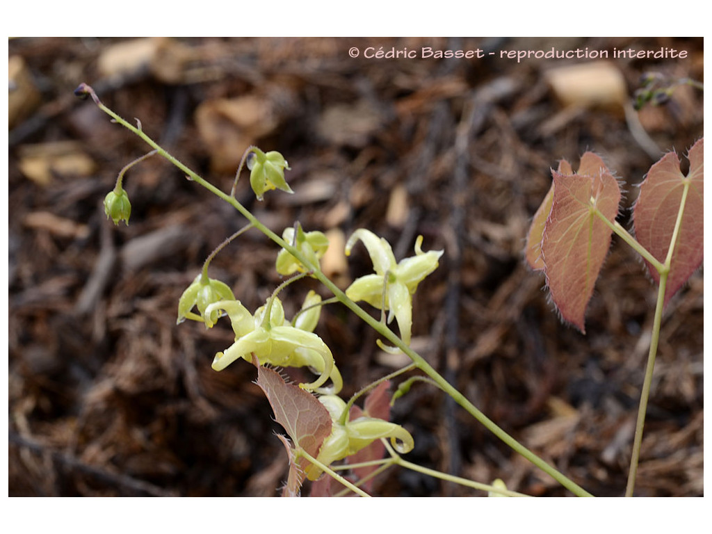 EPIMEDIUM FRANCHETII 'BRIMSTONE BUTTERFLY'