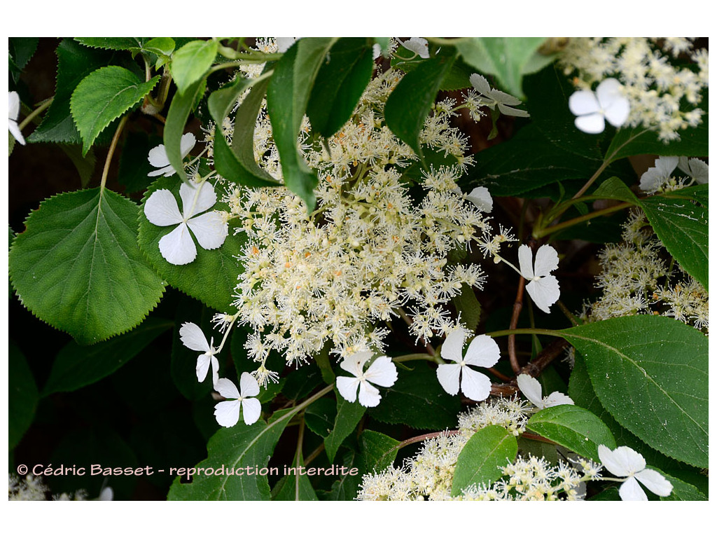 HYDRANGEA QUELPAERTENSIS