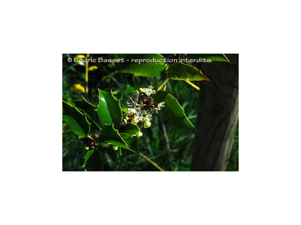 ILEX BIORITSENSIS ILEX BIORITSENSIS