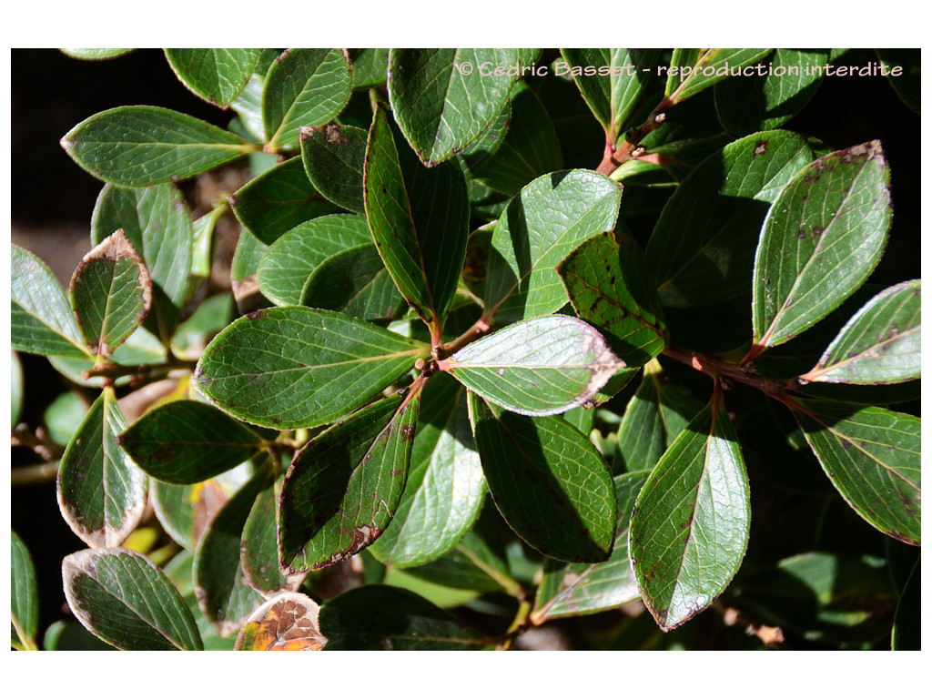 VACCINIUM GLAUCO-ALBUM