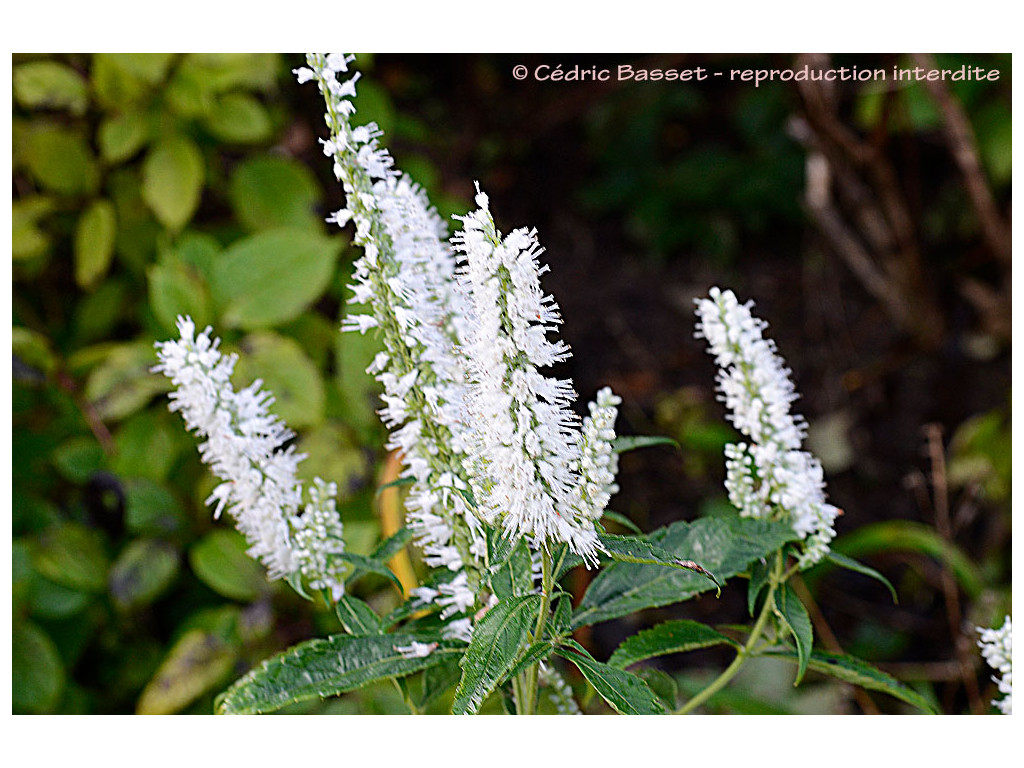 ELSHOLTZIA STAUNTONII 'ALBA'