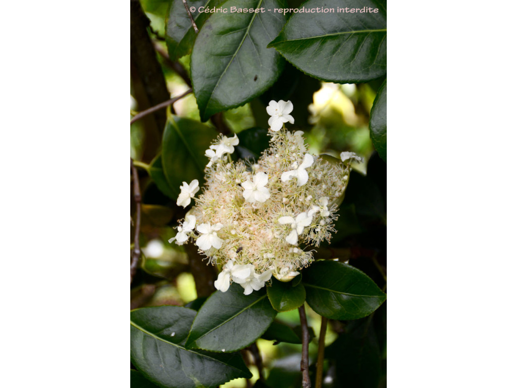 HYDRANGEA SERRATIFOLIA