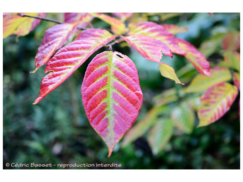 SAPIUM JAPONICUM