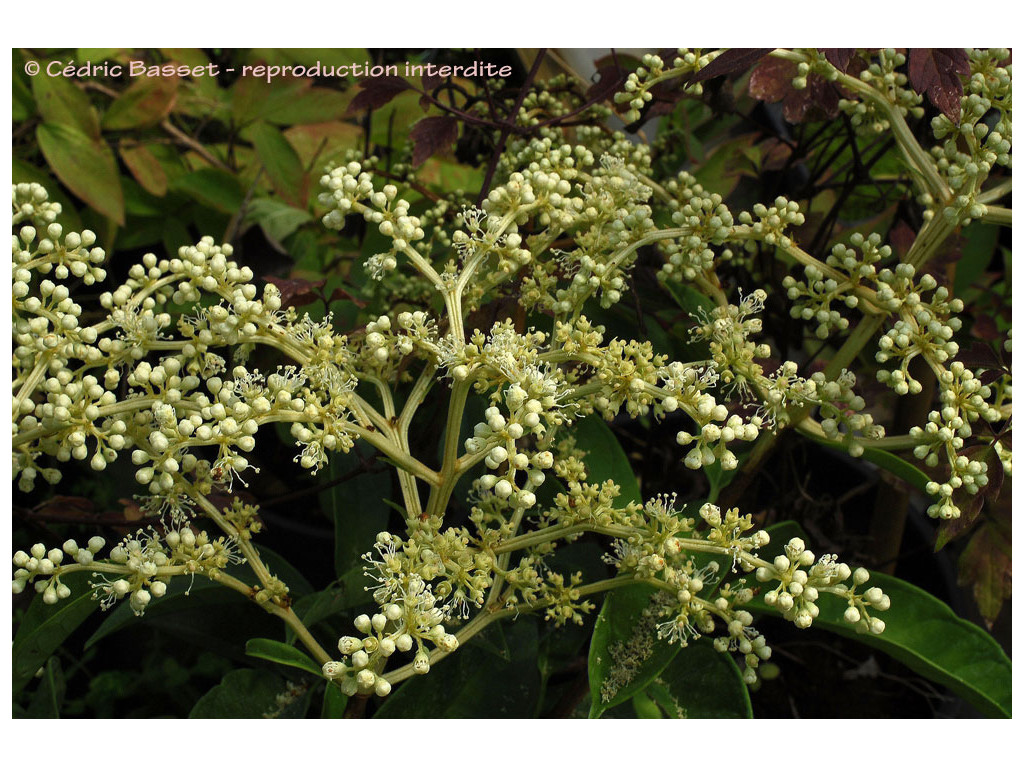 PILEOSTEGIA VIBURNOIDES