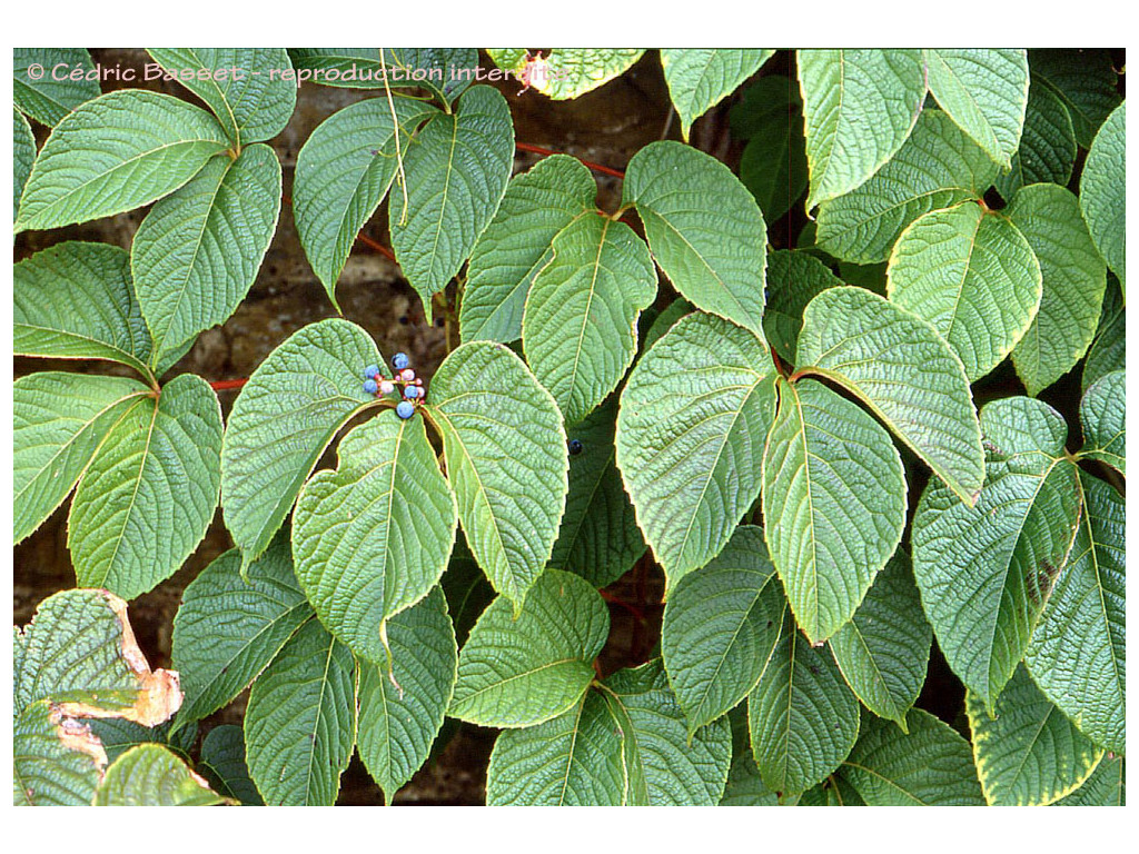 PARTHENOCISSUS HIMALAYANA