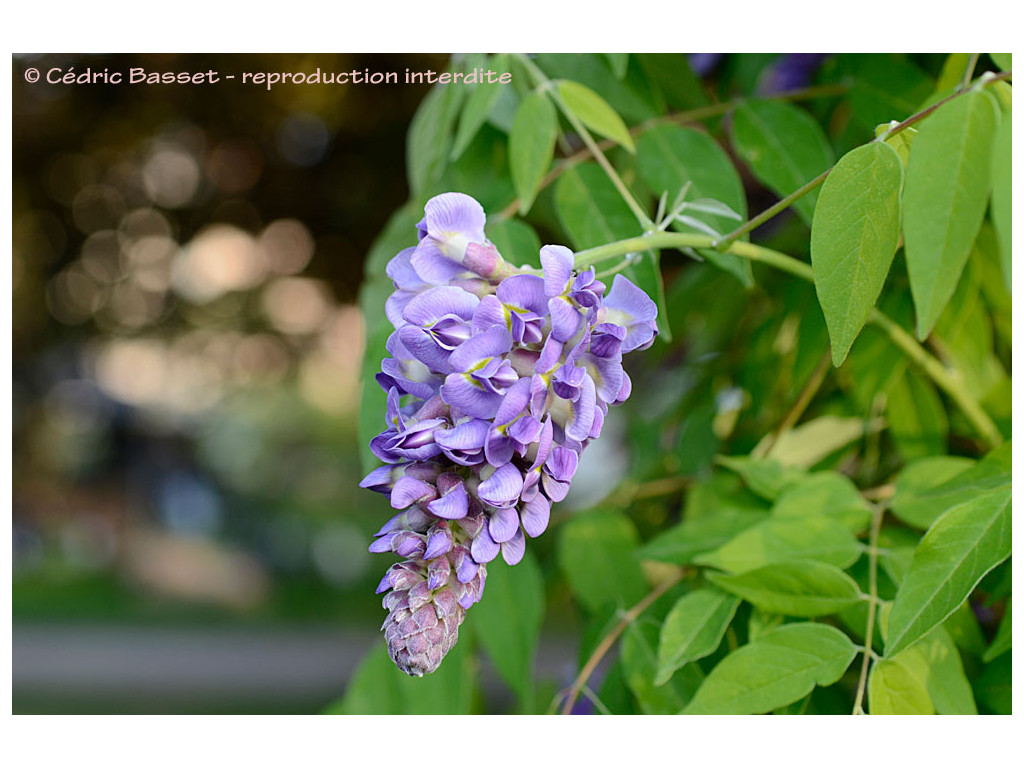 Glycine d'Amérique – Wisteria frutescens