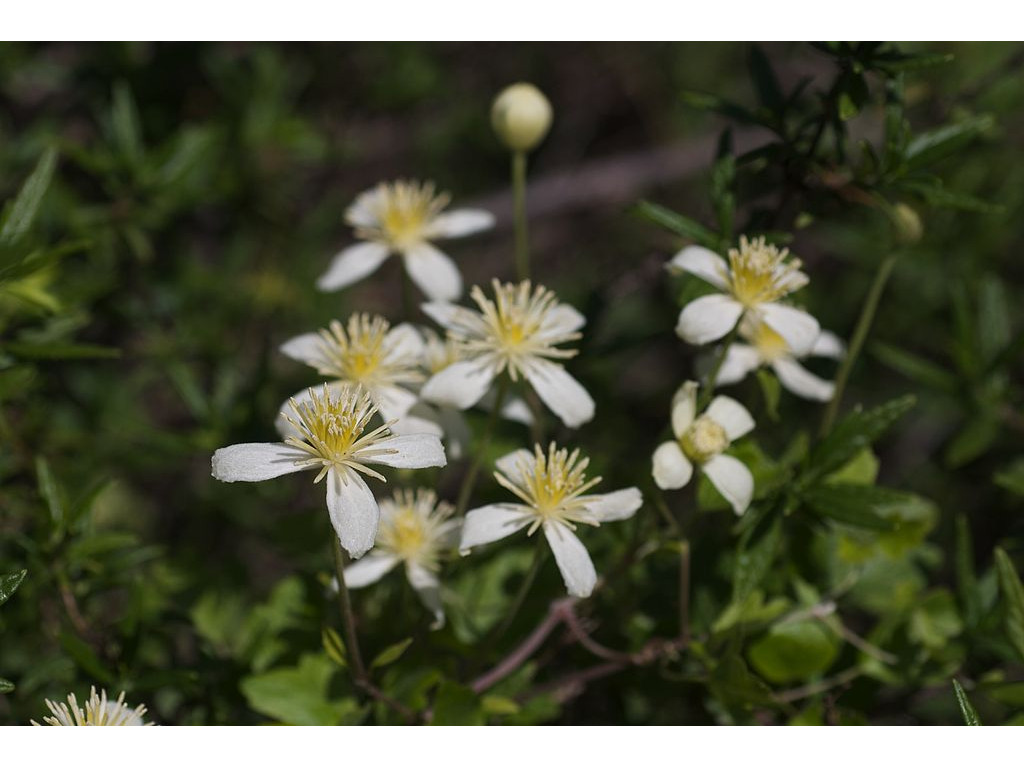 CLEMATIS LASIANTHA US5724