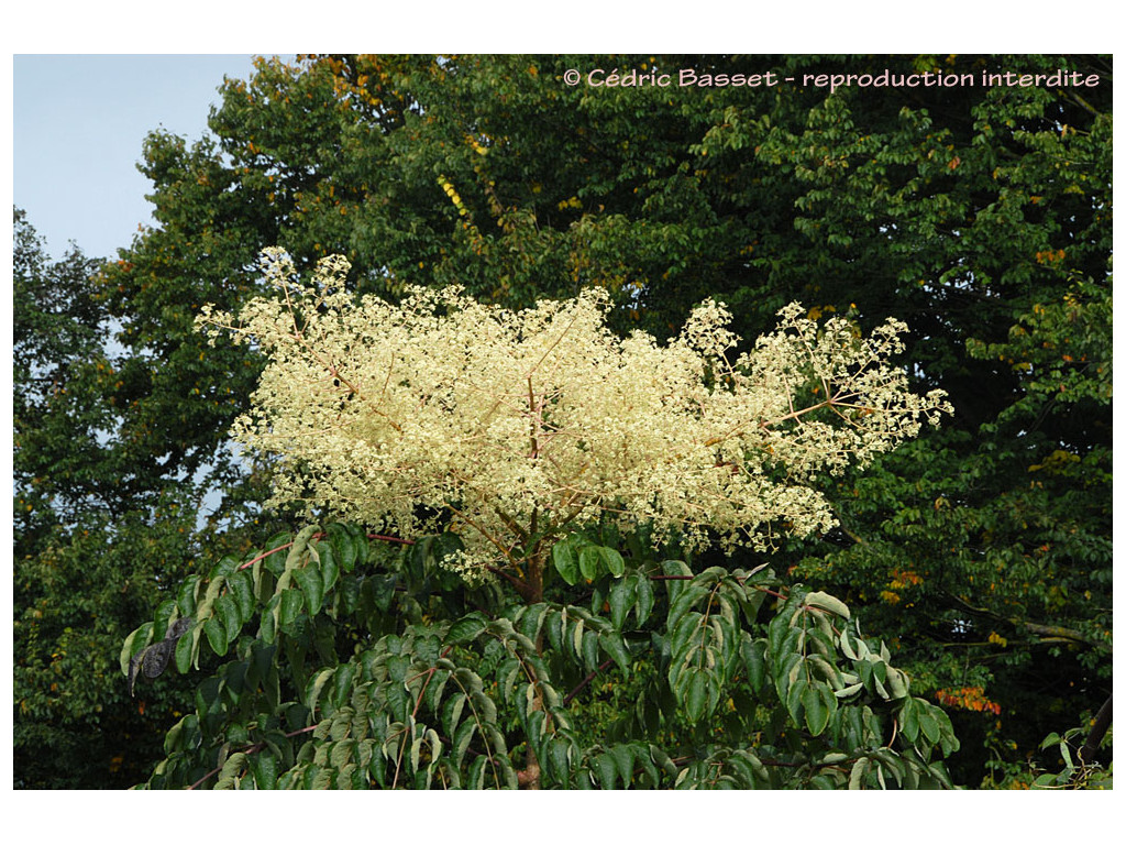 ARALIA ELATA