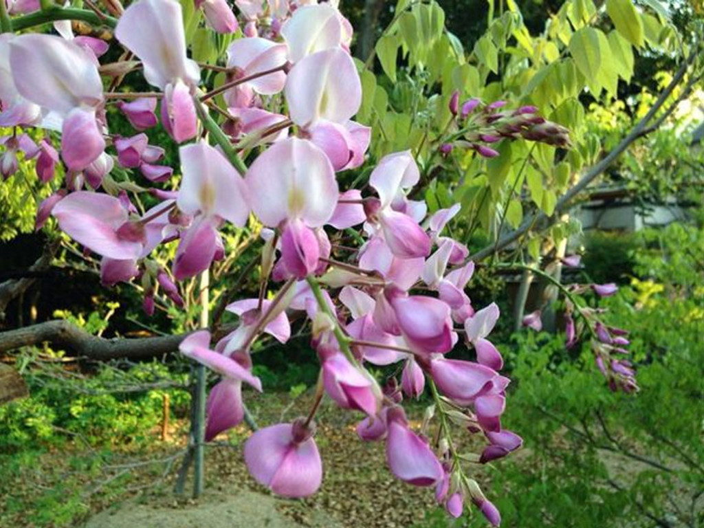 WISTERIA BRACHYBOTRYS 'SHOWA BENI' WISTERIA BRACHYBOTRYS 'SHOWA BENI'