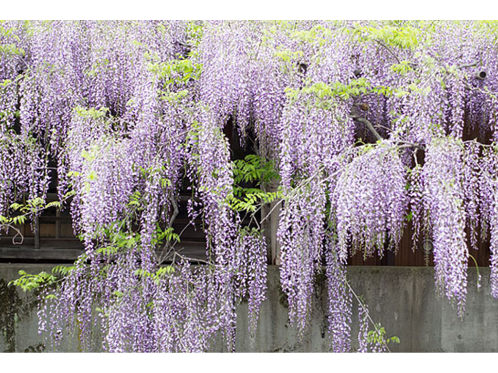 WISTERIA FLORIBUNDA 'SEIRYU'