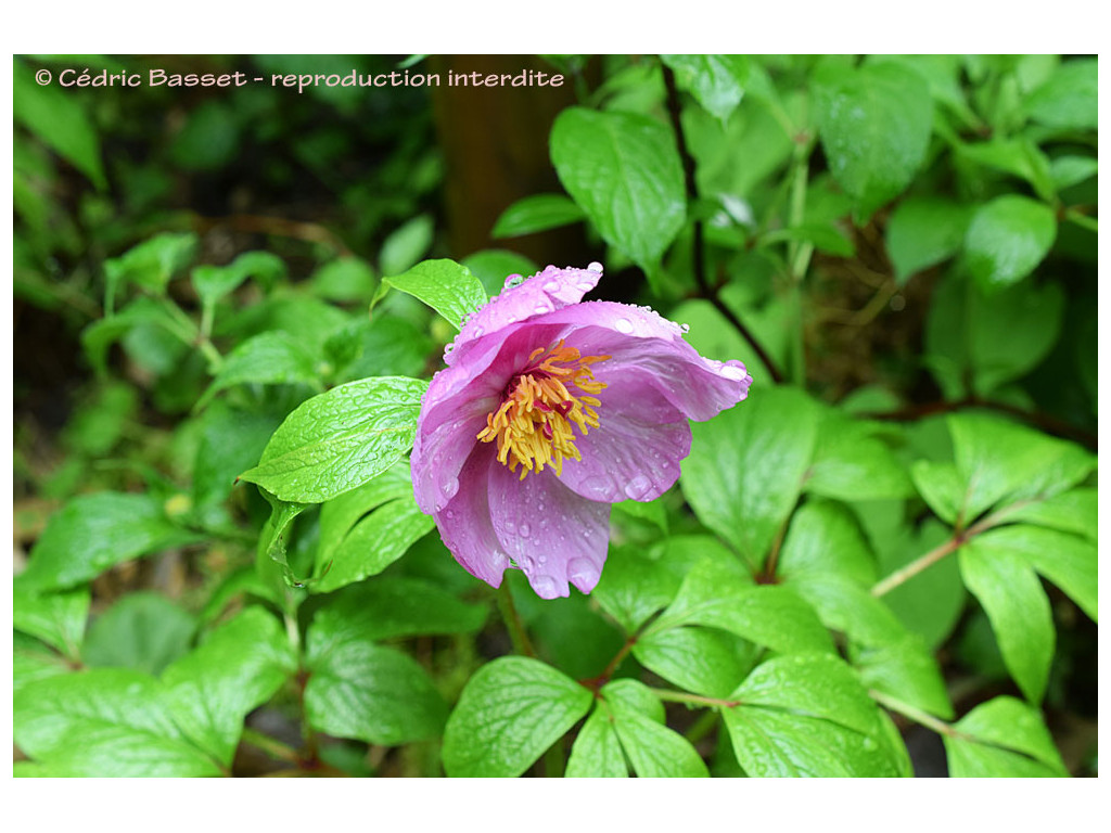 PAEONIA MAIREI W/O-9176