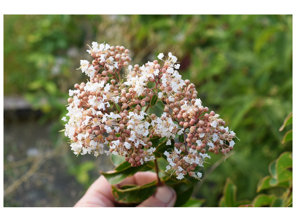 LAGERSTROEMIA SUBCOSTATA CMBJP1973