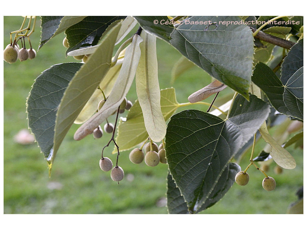 TILIA MANDSHURICA RU5131