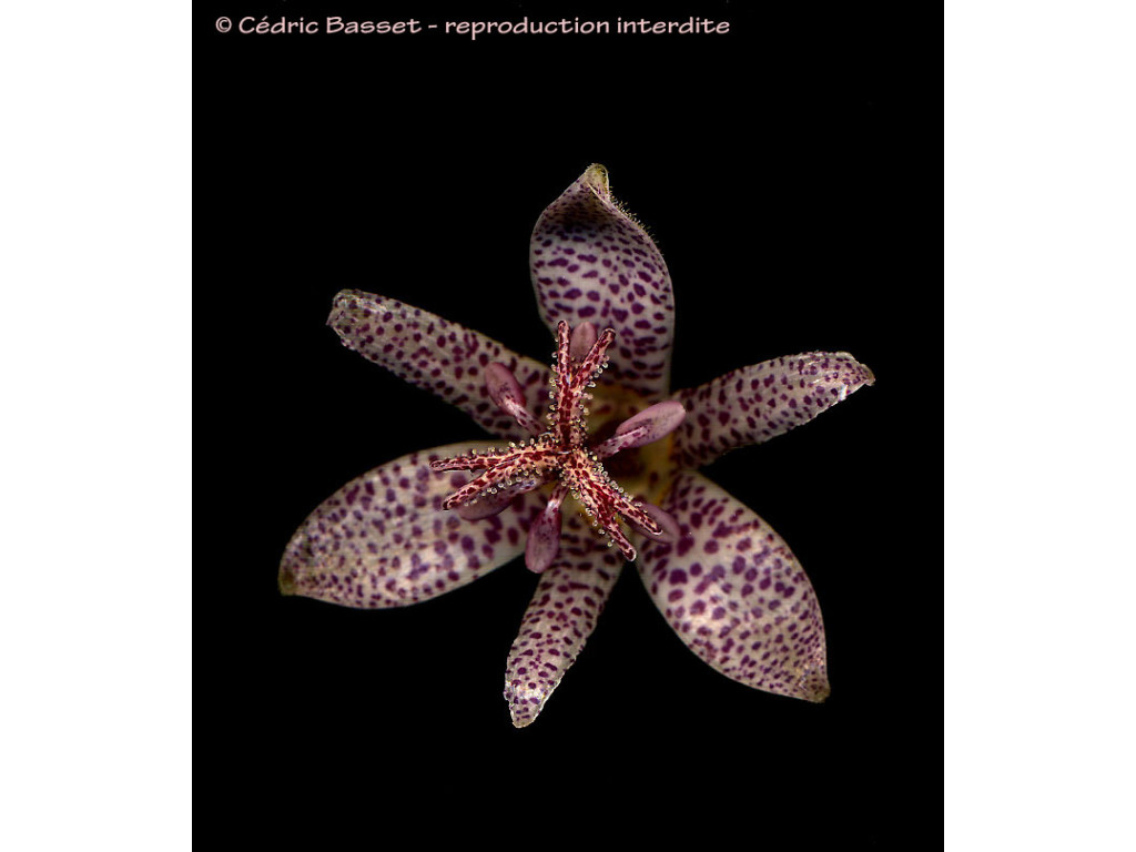 TRICYRTIS FORMOSANA 'VELVET TOAD' RWJ10104 TRICYRTIS FORMOSANA 'VELVET TOAD' RWJ10104