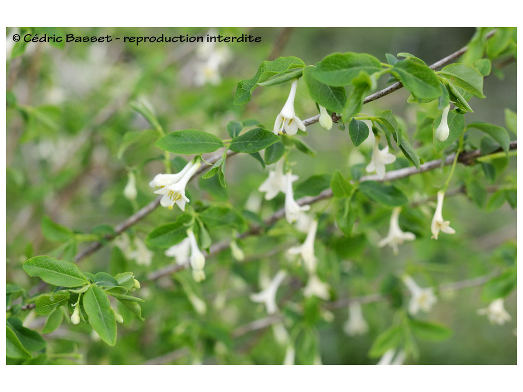 LONICERA GRACILIPES f.ALBIFLORA