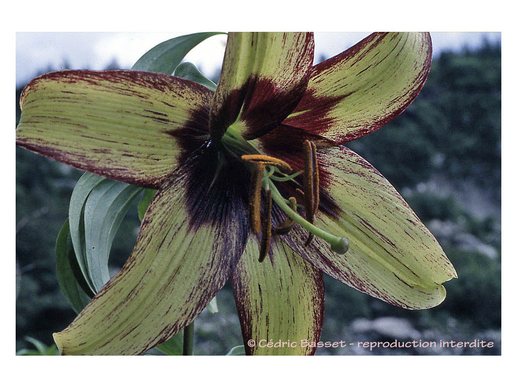 LILIUM NEPALENSE lis du Népal