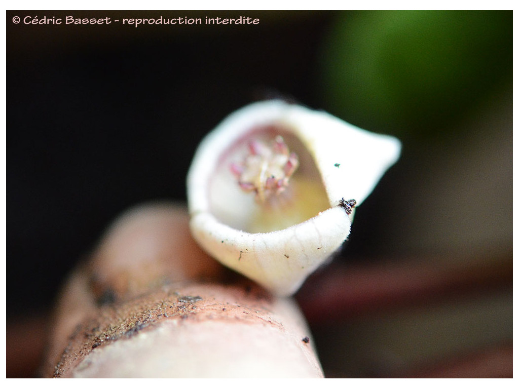 ASARUM CAULESCENS 'WHITE FORM'