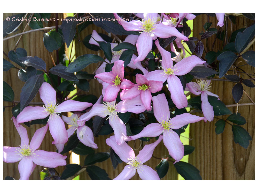 CLEMATIS MONTANA 'WARWICKSHIRE ROSE'